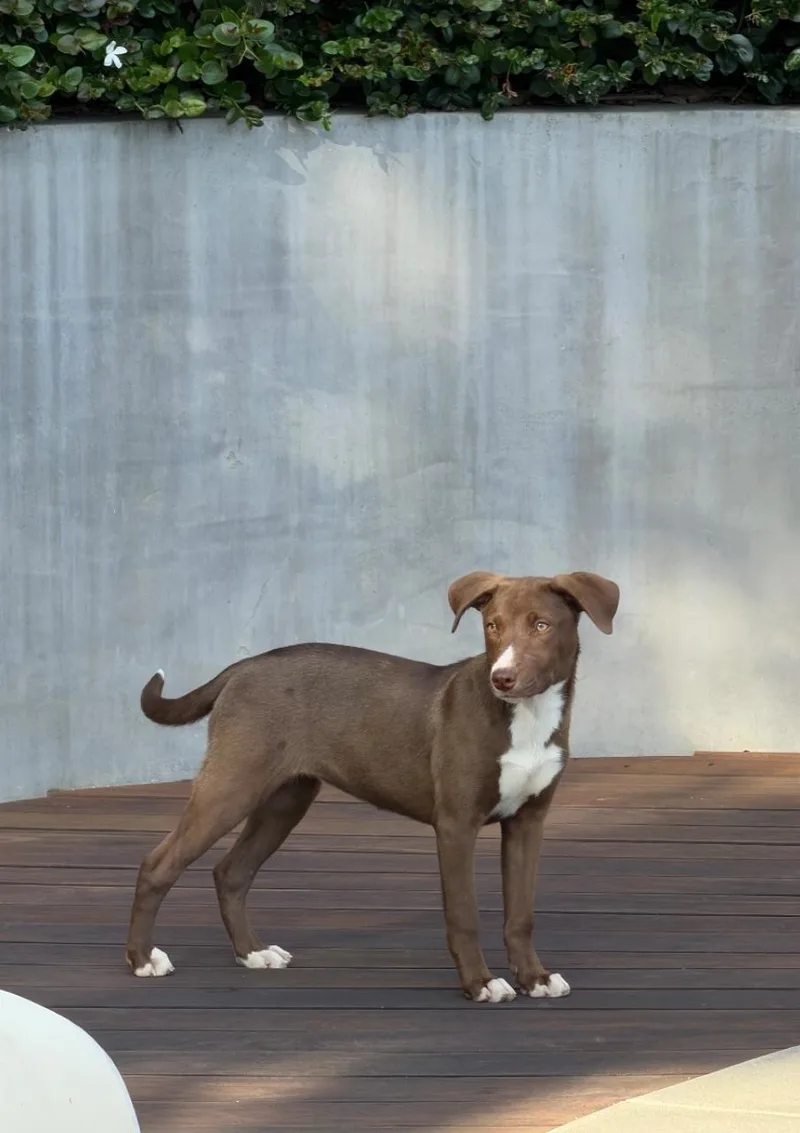 A baby medium-sized female Brown / Chocolate Shepherd dog named Cocoa for adoption in Frazier Park, CA