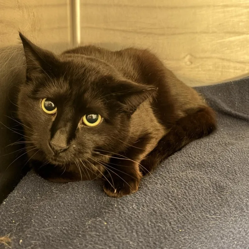 An adult small-sized male Black Domestic Short Hair cat named Provolone for adoption in Franklin, NC