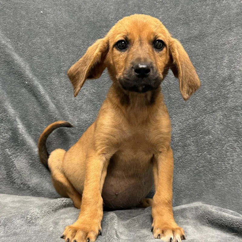 A baby medium-sized female Hound dog named Jigglypuff for adoption in Brenham, TX
