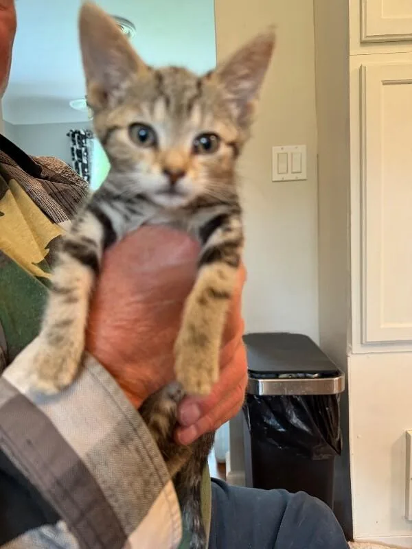 A young medium-sized female Brown / Chocolate Domestic Short Hair cat named Relish for adoption in Grand Rapids, MI