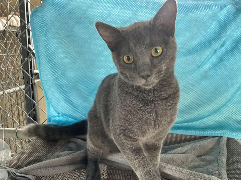 A young medium-sized male Gray / Blue / Silver Tabby cat named Greyson for adoption in Midway City, CA