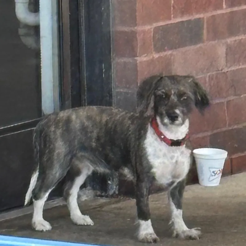 An adult small-sized female Mixed Breed dog named Bena for adoption in Memphis, TN