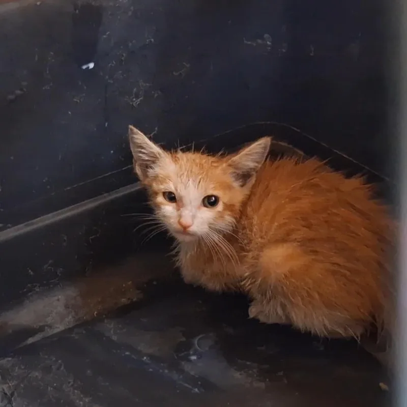 A baby small-sized male Orange / Red Domestic Short Hair cat named Cubby for adoption in Rochester, MN
