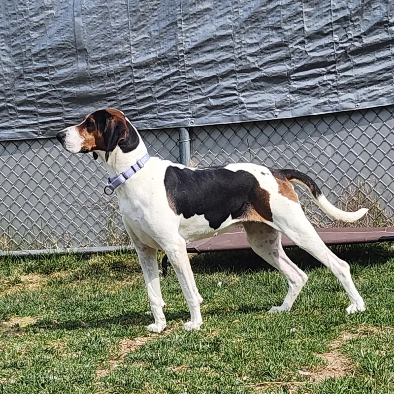 An adult medium-sized female Black Hound dog named Marjorie for adoption in Harrisonburg, VA