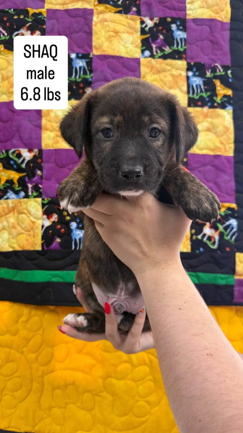 A baby large-sized male Brindle Mixed Breed dog named Shaq for adoption in LEMONT, IL
