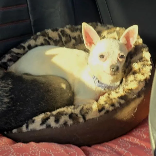 An adult small-sized female White / Cream Chihuahua dog named Aspen for adoption in Hudson, IL