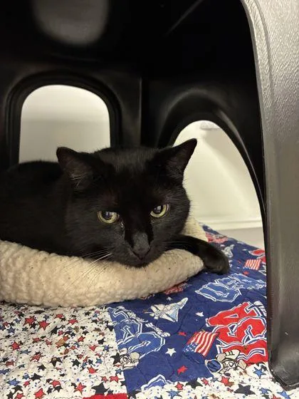 A senior medium-sized male Domestic Short Hair cat named Ghost for adoption in Shawano, WI