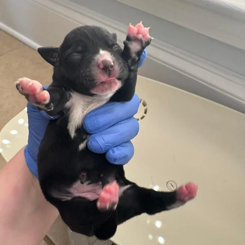 A baby small-sized female Black Mixed Breed dog named Sheva for adoption in Columbus, GA