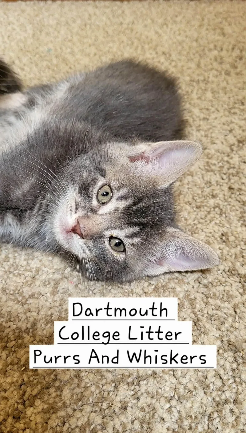 A baby medium-sized male Gray / Blue / Silver Domestic Short Hair cat named Dartmouth for adoption in New Hartford, NY