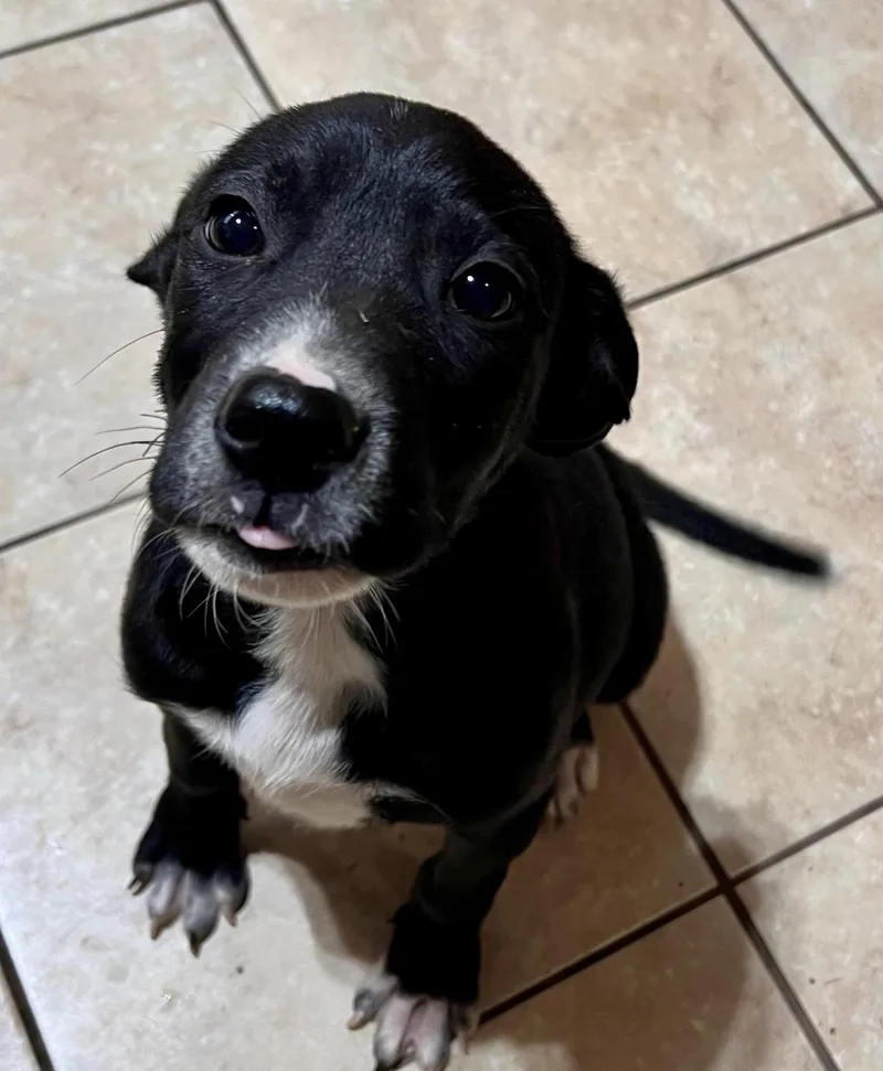 A young medium-sized male Labrador Retriever dog named Bowie for adoption in Tracy City , TN
