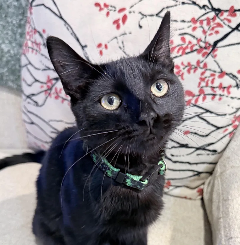 A young medium-sized female Black American Shorthair cat named Nami for adoption in Philadelphia, PA