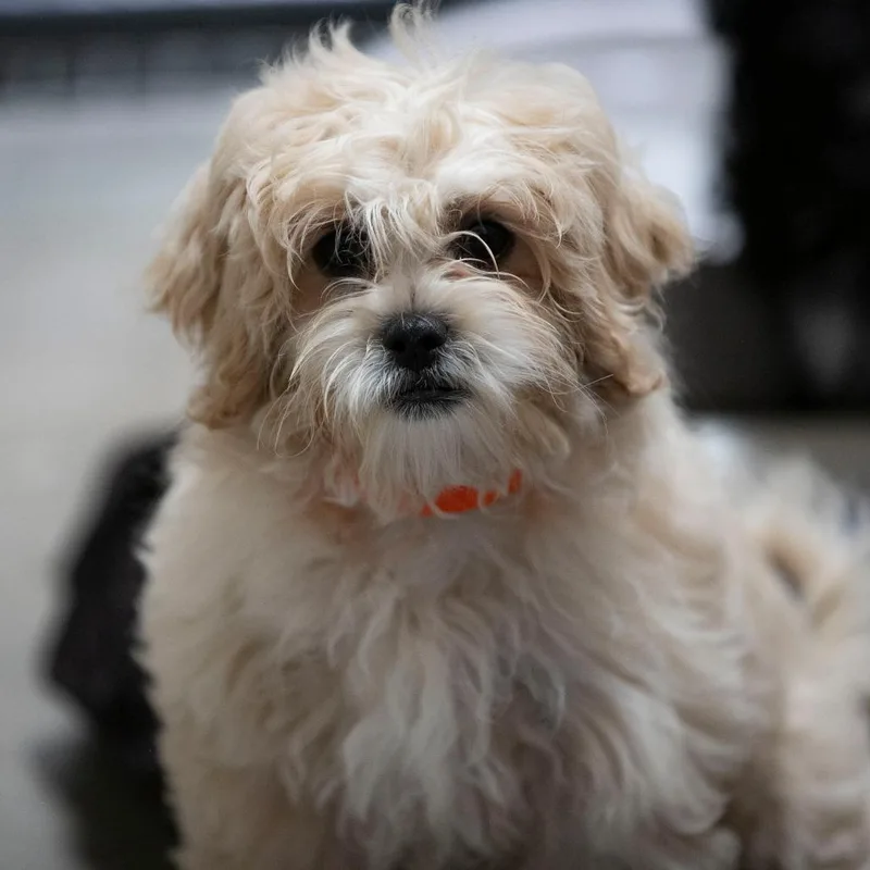 A baby small-sized female White / Cream Pekingese dog named Carlie for adoption in Peyton, CO