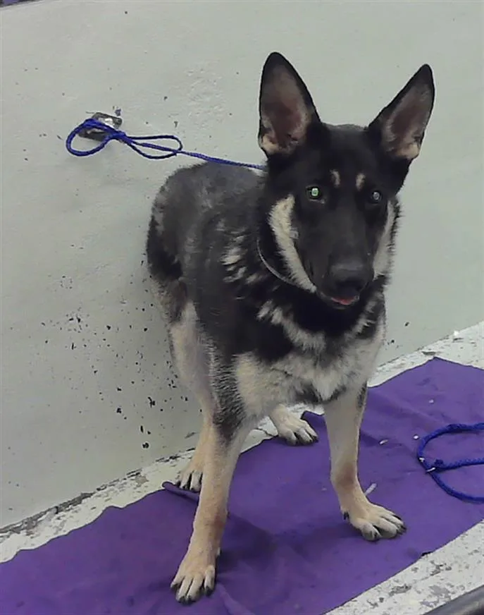 A young large-sized male German Shepherd Dog dog named Bruno for adoption in Houston, TX