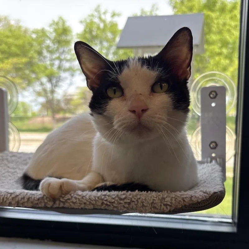 An adult medium-sized female White Domestic Short Hair cat named Lyra for adoption in Naperville, IL