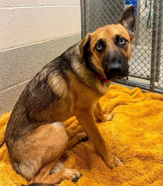A young medium-sized female German Shepherd Dog dog named Iris for adoption in Statesville, NC