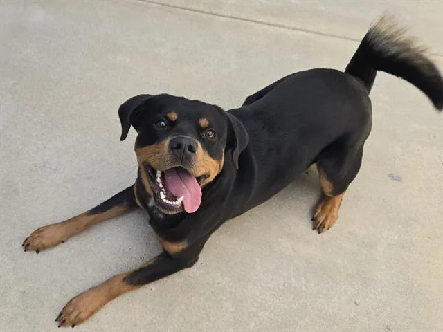 A young large-sized male Rottweiler dog named Roman for adoption in Auburn, CA