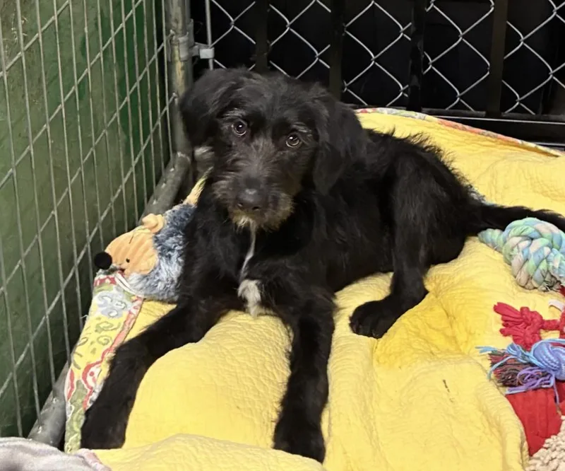 A baby large-sized female Black Labrador Retriever dog named Corbetrent  Storm for adoption in Broomfield, CO