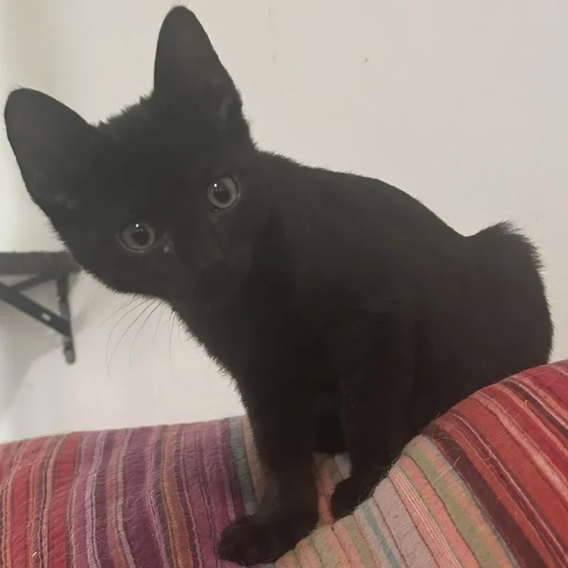 A young small-sized male Black Domestic Short Hair cat named Nibbles for adoption in Enterprise, AL