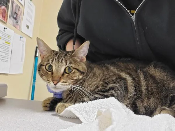 An adult small-sized male Domestic Short Hair cat named Smudge for adoption in Oceanside, CA