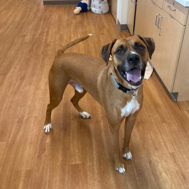 An adult large-sized male Boxer dog named Wyatt for adoption in Branford, CT