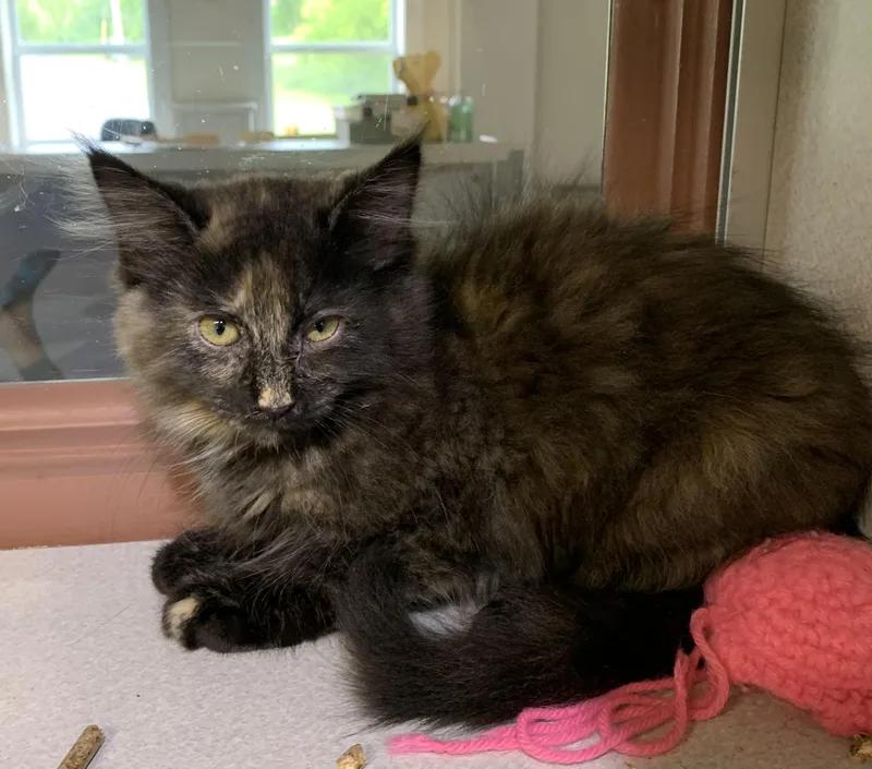 Suzie