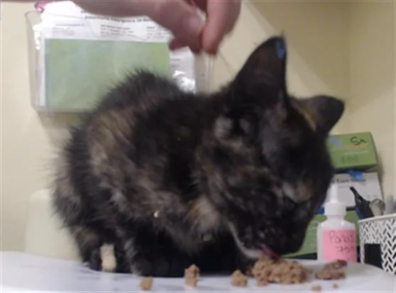 A baby small-sized female Domestic Short Hair cat named Georgie for adoption in Denver, CO
