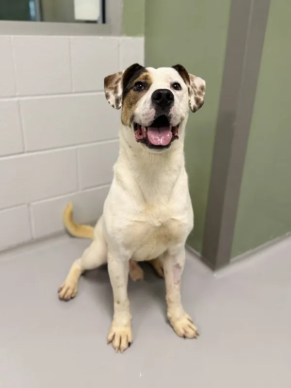A young medium-sized male Hound dog named Lucky Duck for adoption in Topeka, KS