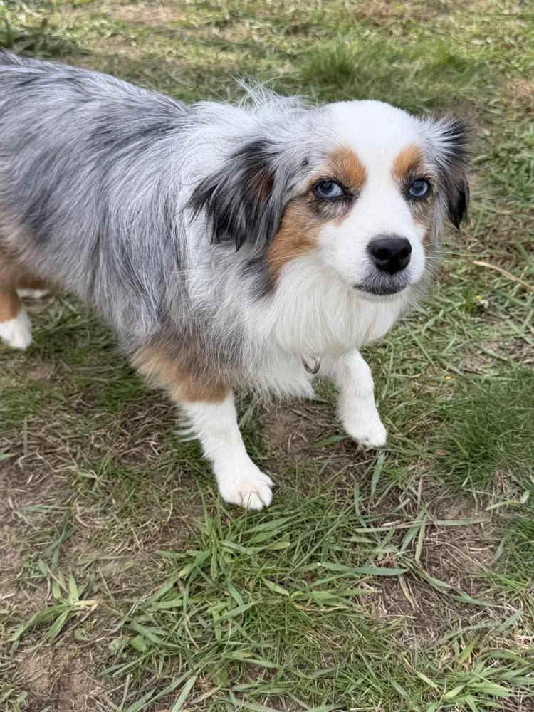 An adult small-sized female Australian Shepherd dog named Bunnee for adoption in Ringwood, IL