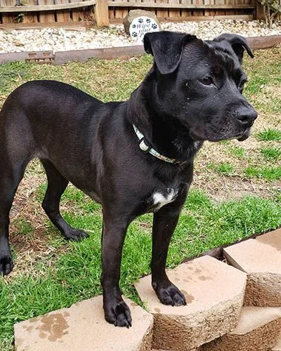 An adult medium-sized female Black Terrier dog named Percy for adoption in Lake Wylie, SC