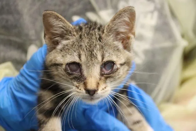 A baby small-sized male Domestic Short Hair cat named Patrick Star for adoption in Tucson, AZ