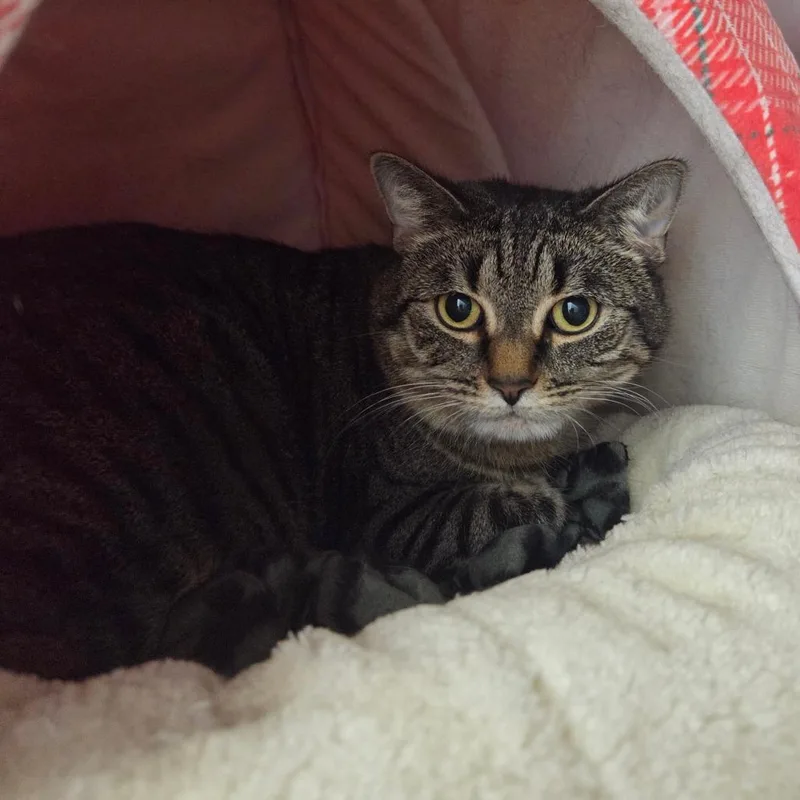 An adult large-sized female Gray / Blue / Silver Domestic Short Hair cat named Sophie for adoption in Ballston Spa, NY