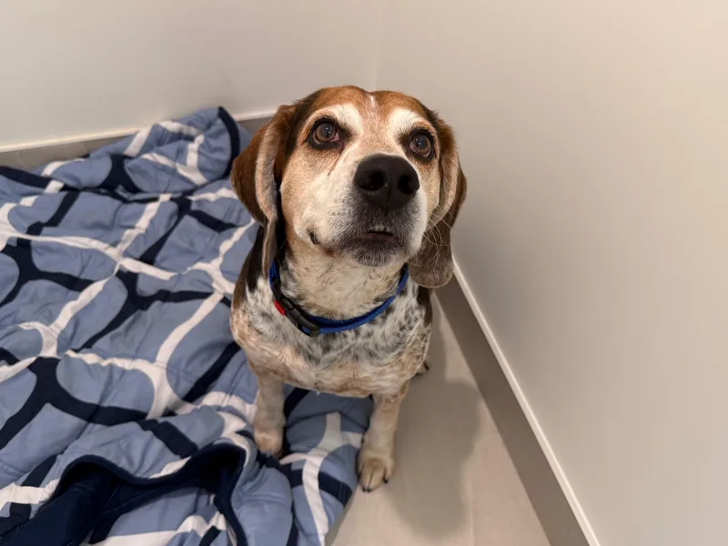 An adult medium-sized male Beagle dog named Snickers for adoption in Mokena, IL
