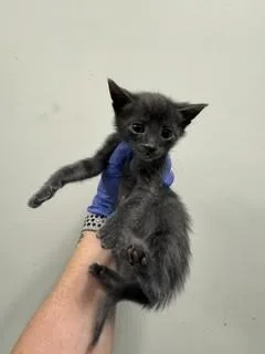 A baby small-sized male Domestic Short Hair cat named Pyro for adoption in Miami, FL