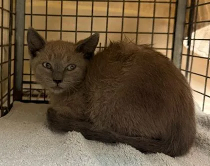 A baby small-sized male Domestic Short Hair cat named Brown for adoption in Honolulu, HI