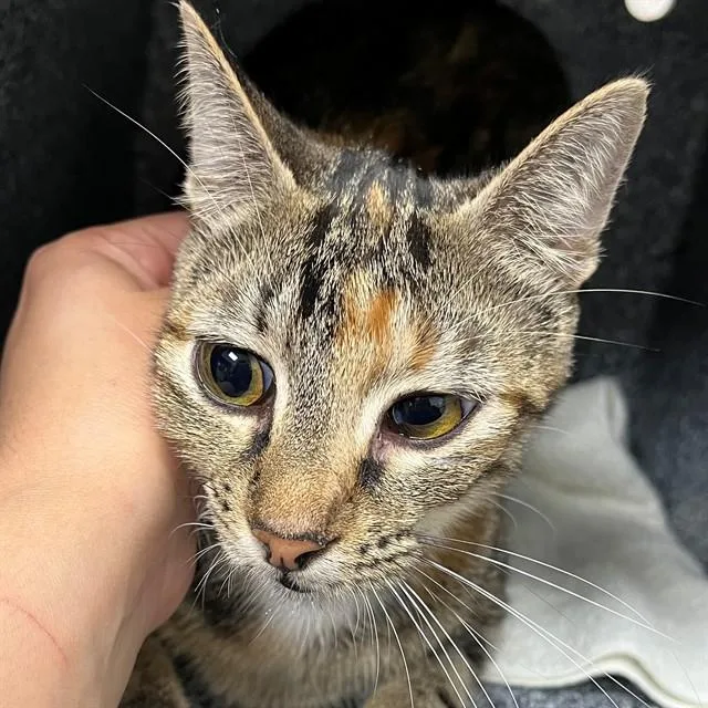 An adult small-sized female Domestic Short Hair cat named Duchess for adoption in Naples, FL