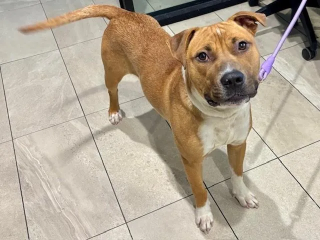 An adult large-sized male Pit Bull Terrier dog named Ace for adoption in Garland, TX