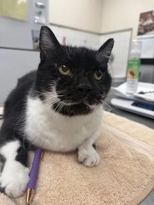 An adult small-sized male Domestic Short Hair cat named Mayson for adoption in Palm Coast, FL