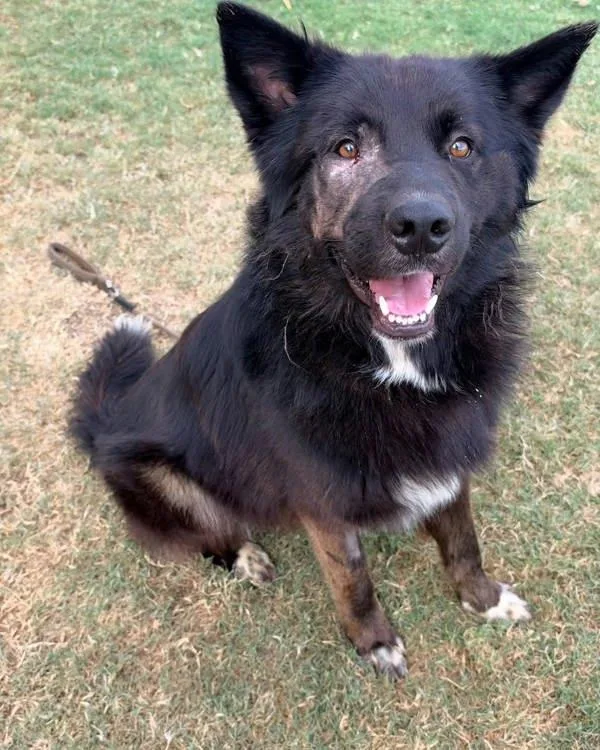 An adult large-sized male Chow Chow dog named Bumba for adoption in Tulare, CA