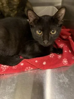A young medium-sized male Domestic Short Hair cat named Goobert for adoption in Lafayette, IN