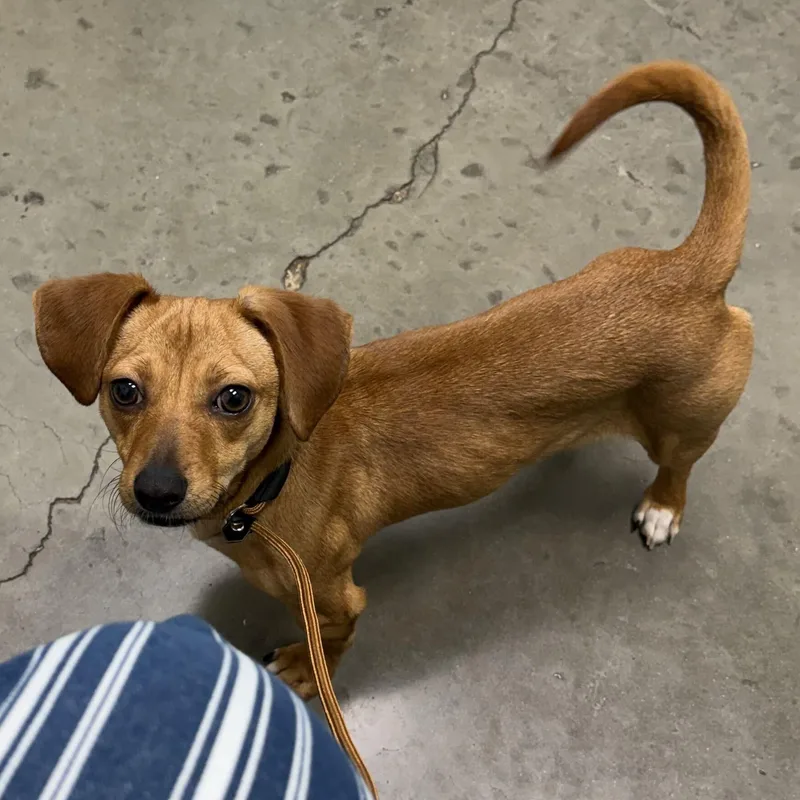 A young small-sized female Dachshund dog named Mabel for adoption in Pflugerville, TX