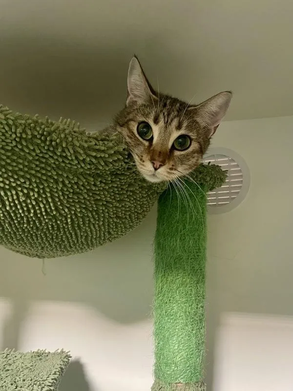 An adult small-sized female Domestic Short Hair cat named Steveanna for adoption in Oceanside, CA