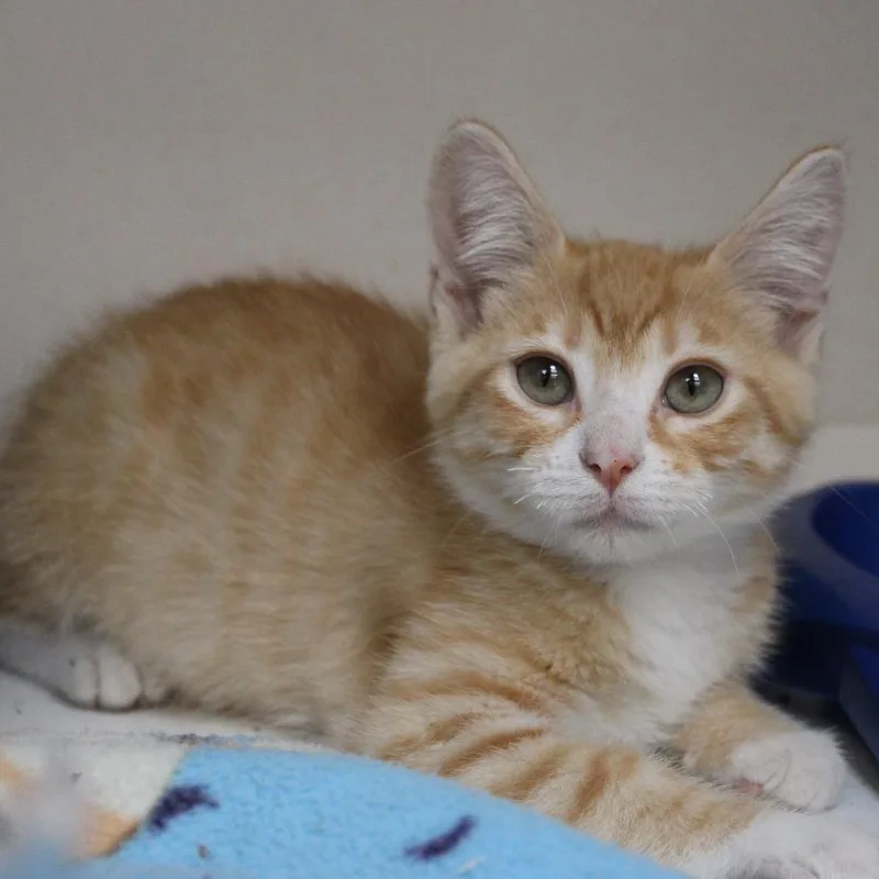 A baby small-sized male Orange / Red Domestic Short Hair cat named Thorn for adoption in Champaign, IL