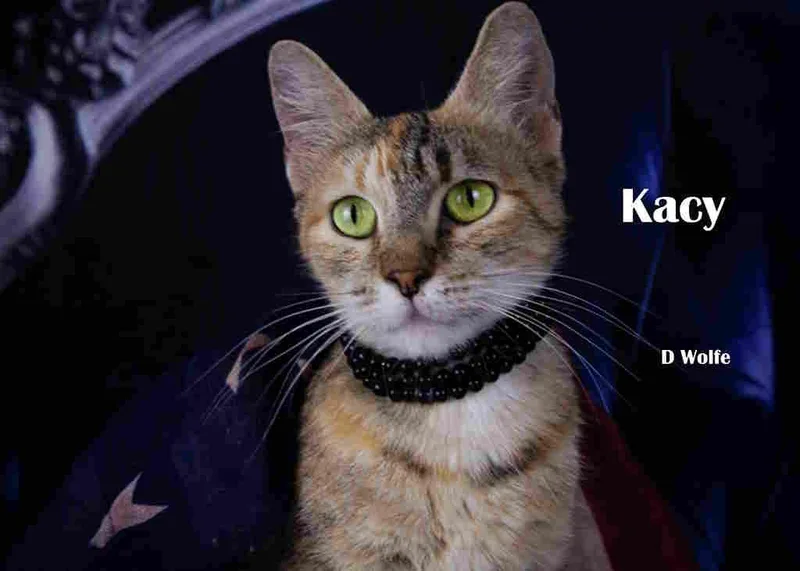 An adult medium-sized female Tortoiseshell cat named Kacy for adoption in York, NE