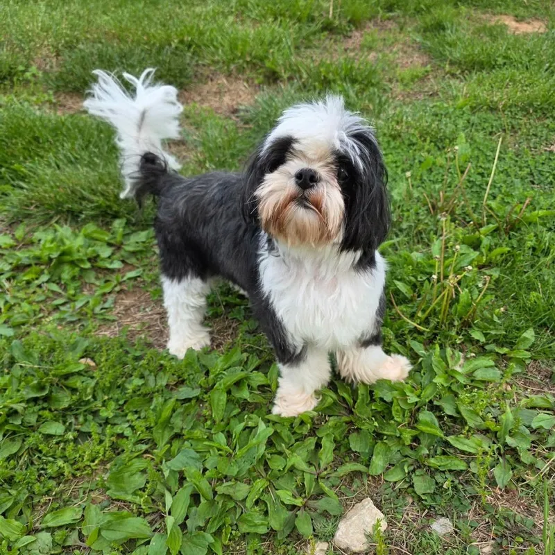 An adult small-sized female Black Shih Tzu dog named Bamboo for adoption in Jackson, MO