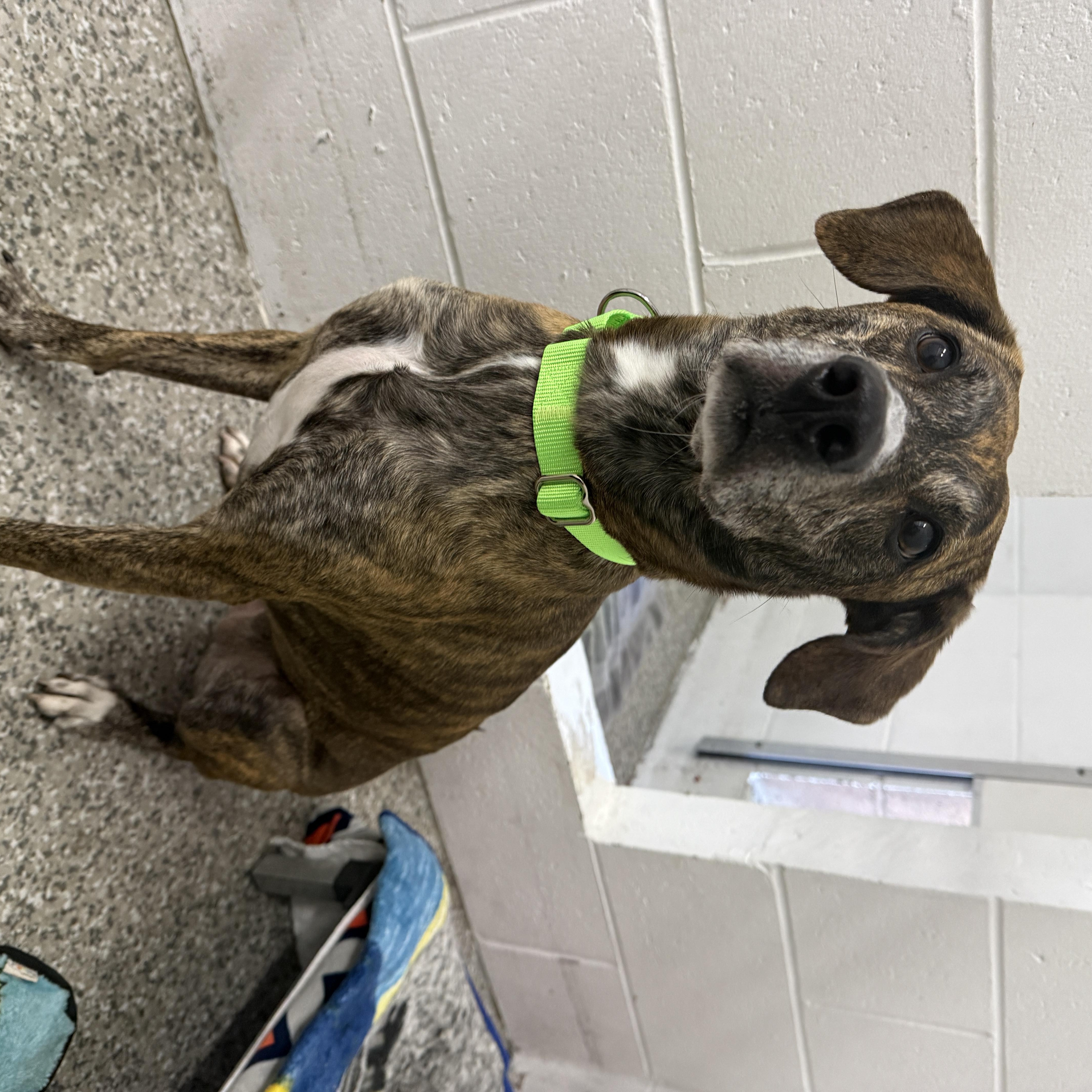 An adult medium-sized female Whippet dog named Rajah for adoption in Oconto, WI