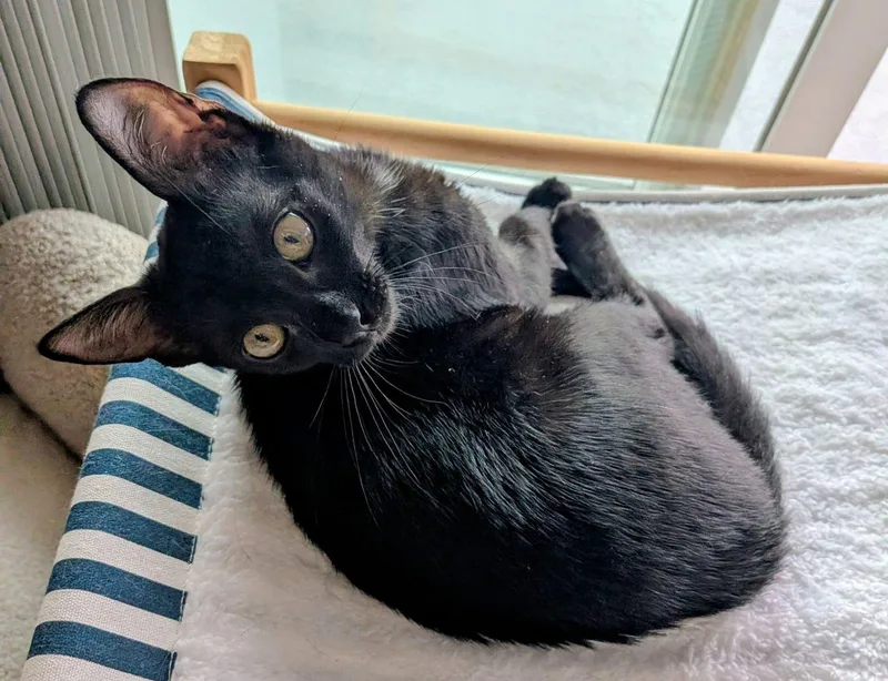 A baby medium-sized female Black Domestic Short Hair cat named Sundae for adoption in Seal Beach, CA