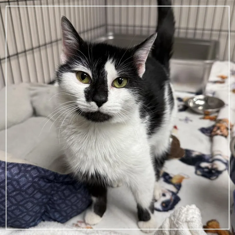 A young small-sized female Domestic Short Hair cat named Chickie for adoption in Archbold , OH