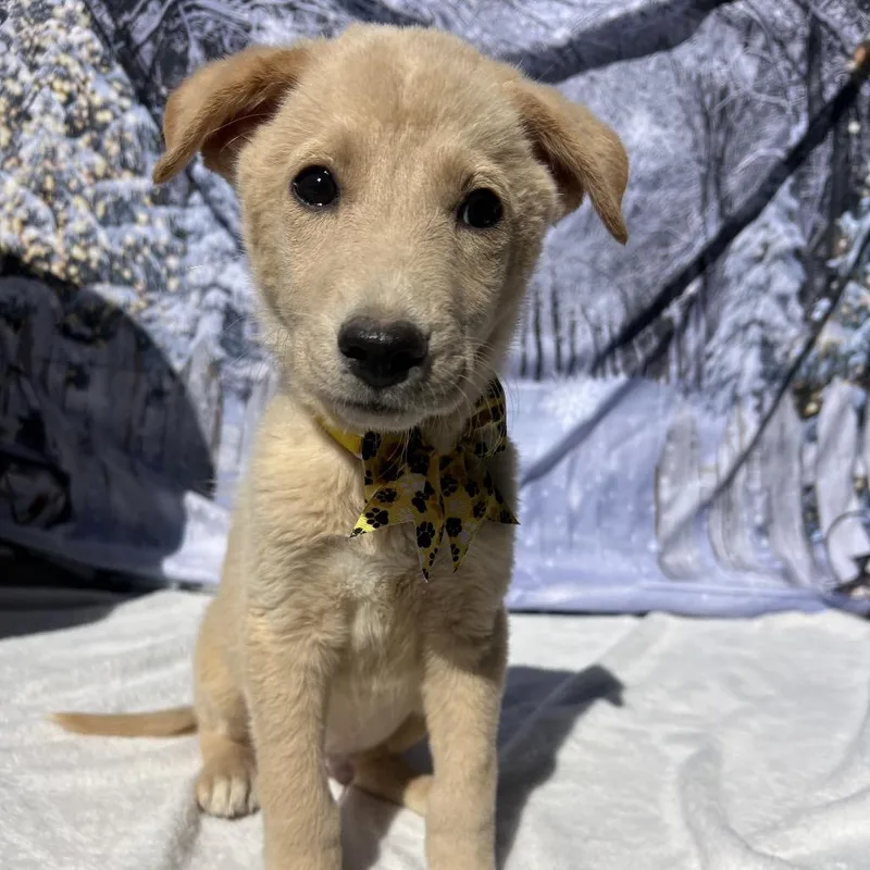 A young medium-sized male Golden Labrador Retriever dog named Buddy for adoption in Aledo, TX