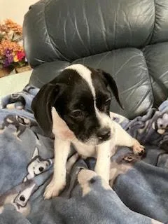 A baby medium-sized female Tricolor (Brown, Black, & White) Pug dog named Olive for adoption in Sedalia, CO