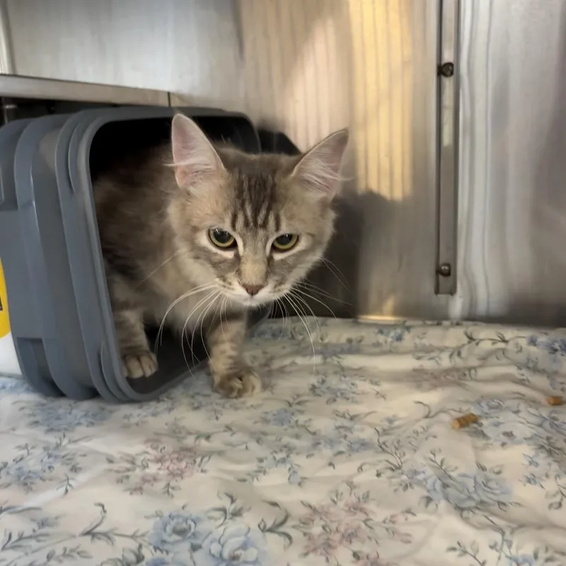A young medium-sized female Gray / Blue / Silver Domestic Long Hair cat named Bobbi for adoption in Manhattan, KS